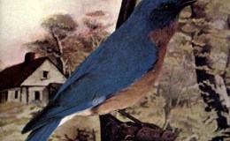 Birds Vol 1 #3 – Little Boy&nbsp;Blue