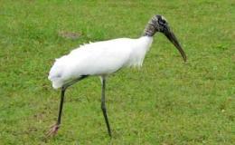 Emma’s Tales Retold – Norman Joins The Baseball&nbsp;Team