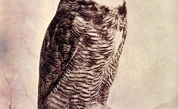 Birds Vol 1 #3 – The Long-Eared&nbsp;Owl