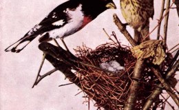 Birds Vol 1 #4 – The Rose-Breasted&nbsp;Grosbeak