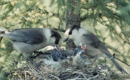 Hymns With Birds and Creation – We Sing… Verse&nbsp;3