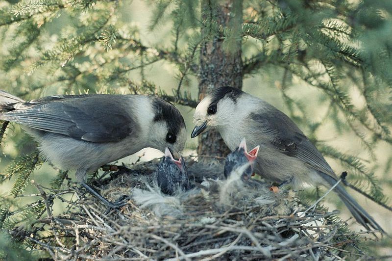 Grey Jay (Perisoreus canadensis) Feeding at Nest WikiC