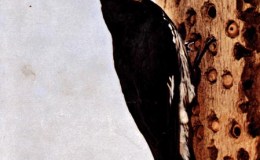 Birds Vol 1 #4 – The California&nbsp;Woodpecker