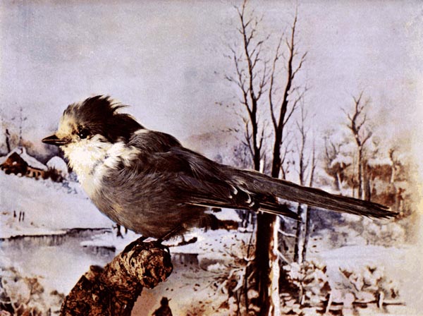 Canada Jay (Grey) for Birds Illustrated by Color Photography, 1897