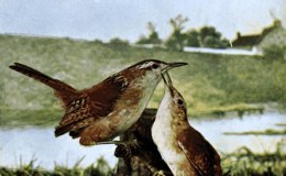 Birds Vol 1 #4 – The Marsh&nbsp;Wren