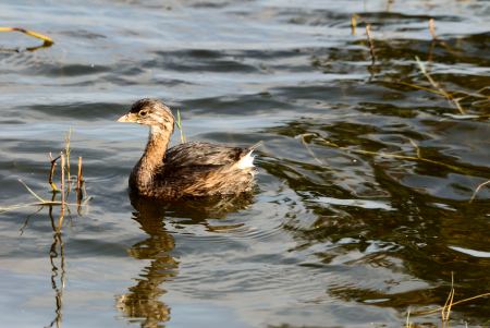 Pied-Billed Grebe at Lake Hollingsworth, Lakeland, FL by Dan