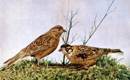 Birds Vol 1 #4 – Smith’s Painted&nbsp;Longspur