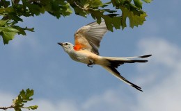 Beautiful Scissor-Tailed Birds