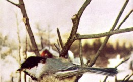 Birds Vol 1 #5 – The Black-capped&nbsp;Chickadee