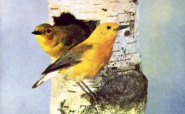 Birds Vol 1 #5 – The Prothonotary Yellow&nbsp;Warblers