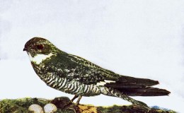 Birds Vol 1 #5 – The Night&nbsp;Hawk