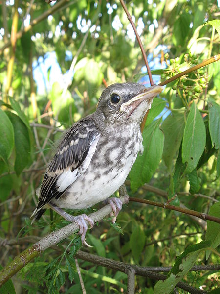 Northern Mockingbird (Mimus polyglottos) Juvenile ©WikiC