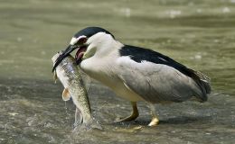 Heron Fishing With Bread and&nbsp;Patience