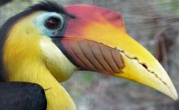 Where Am I Found? – Wrinkled&nbsp;Hornbill