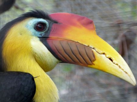 Wrinkled Hornbill (Aceros corrugatus) by Lee at Brevard Zoo