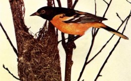 Birds Vol 1 #6 – The Baltimore&nbsp;Oriole