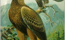 Golden Eagle’s Greeting