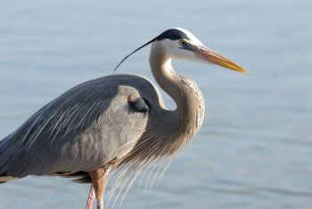 Great Blue Heron by Dan