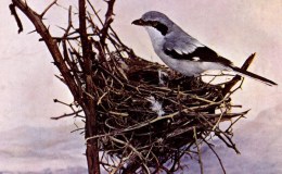 Birds Vol 1 #6 – The Loggerhead&nbsp;Shrike