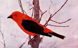 Birds Vol 1 #6 – The Scarlet&nbsp;Tanager