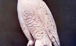 Birds Vol 1 #6 – The Snowy&nbsp;Owl