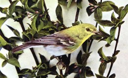 Birds Vol 1 #6 – The Yellow-throated&nbsp;Vireo