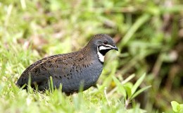 Scripture Alphabet of Animals: The&nbsp;Quail