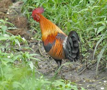Red Junglefowl (Gallusgallus) by Nikhil Devasar Red Junglefowl (Gallusgallus) by Nikhil Devasar