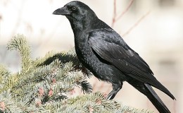 Bible Birds – Ravens&nbsp;I