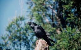 Pumpkin House For Tilly – By Emma&nbsp;Foster