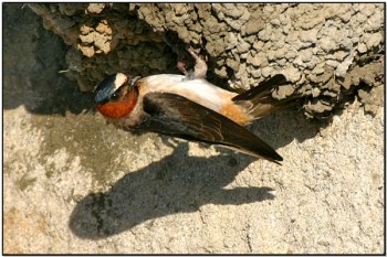American Cliff Swallow (Petrochelidon pyrrhonota) by Daves BirdingPix