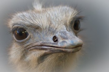 Common Ostrich (Struthio camelus) Closeup by Thomas Stromberg©©