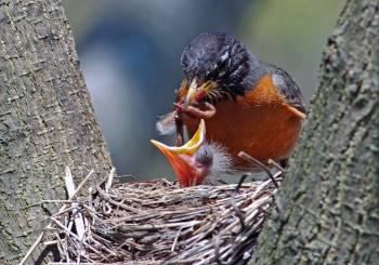 American Robin (Turdus migratorius) with youngstersby Raymond Barlow