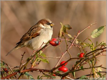 House Sparrow (Passer domesticus) by Ray