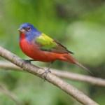 Painted Bunting (Passerina ciris) ©©Flickr