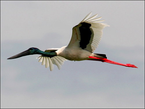 Black-necked Stork (Jabiru) (Ephippiorhynchus asiaticus) by Ian
