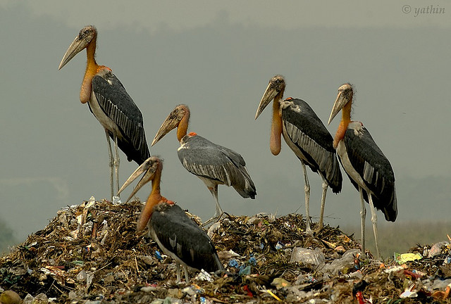 Greater Adjutant (Leptoptilos dubius) ©©yathin