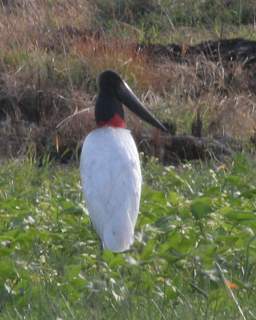 Jabiru (Jabiru mycteria) ©©LipKee