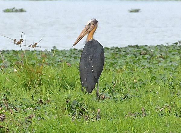 Lesser Adjutant (Leptoptilos javanicus) by Nikhil Devasar