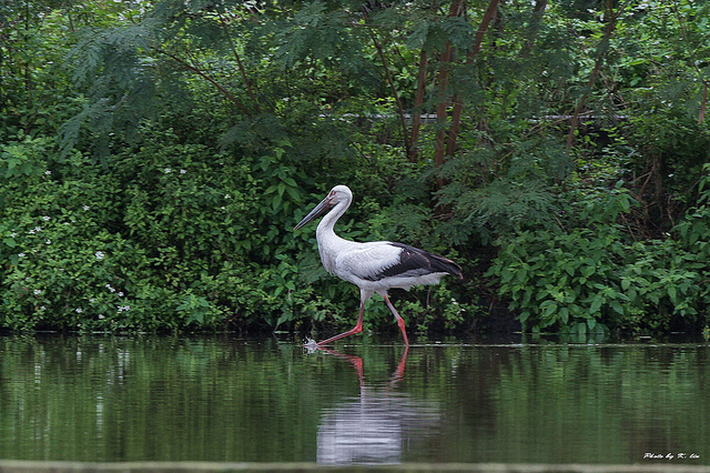 Oriental Stork (Ciconia boyciana) ©©Hiyashi Haka