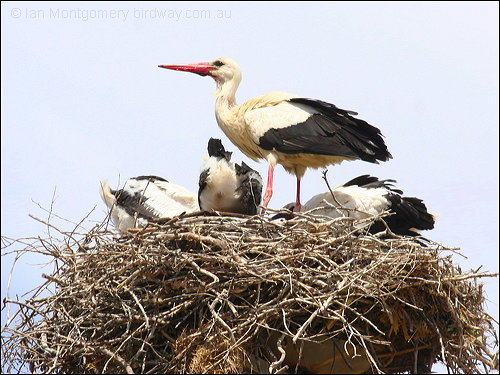 White Stork (Ciconia ciconia) by Ian