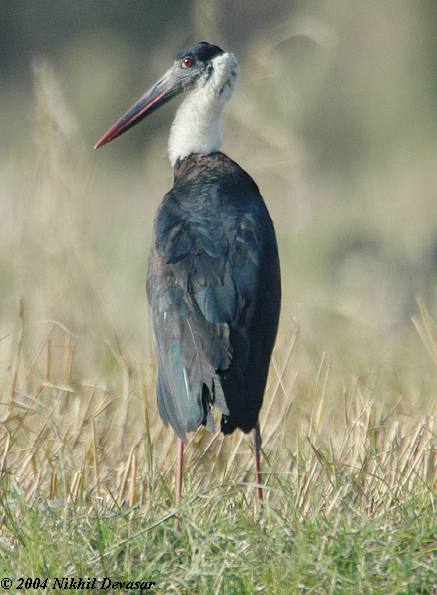 Woolly-necked Stork (Ciconia episcopus) by Nikhil Devasar
