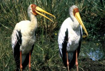 Yellow-billed Stork (Mycteria ibis) ©USFWS