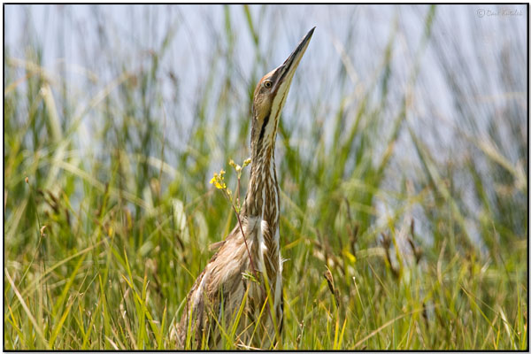 American Bittern (Botaurus lentiginosus) by Daves BirdingPix