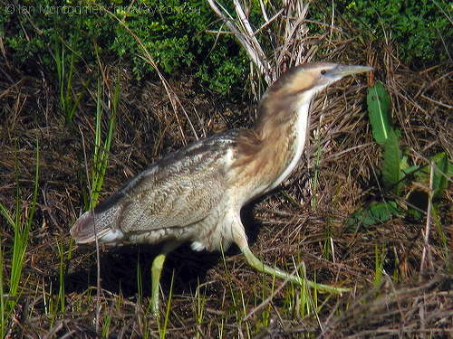 Australasian Bittern (Botaurus poiciloptilus) by Ian