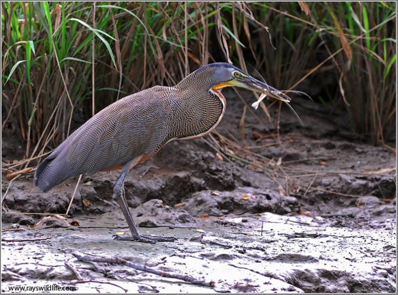 Bare-throated Tiger Heron (Tigrisoma mexicanum) by Raymond Barlow
