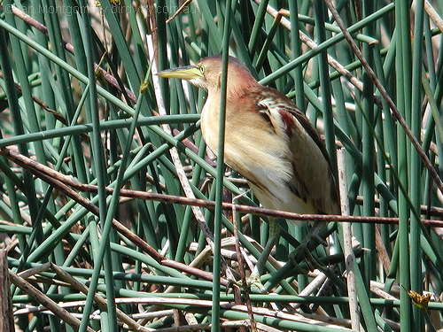 Black-backed Bittern (Ixobrychus dubius) by Ian