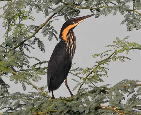 Black Bittern (Dupetor flavicollis) by Nikhil Devasar