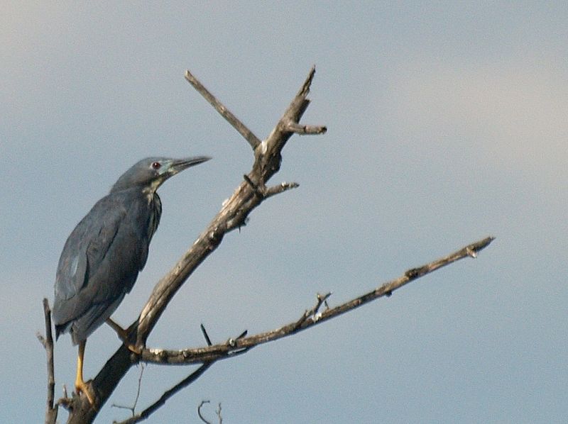 Dwarf Bittern (Ixobrychus sturmii) ©WikiC