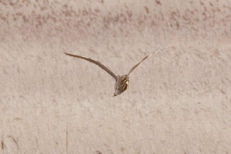 Eurasian Bittern (Botaurus stellaris) ©Arthur Grosset